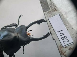 1382 Vietnam Beetles Neolucanus Ps.  (a1,  Wet Specimen Size: 49mm)