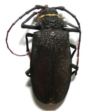 Beetles,  (211590),  Tenebrionidae,  Strongylium Cupripenne,  Madagascar