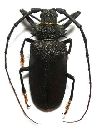 Beetles,  (211589),  Tenebrionidae,  Strongylium Cupripenne,  Madagascar