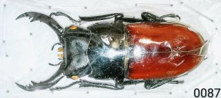0087 - Lucanidae Dorcus Arrowi 45mm A1 From Thailand - Rare