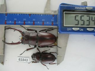 61843 Lucanidae: Prosopocoilus Astacoides Ssp.  Vietnam Central.  55mm