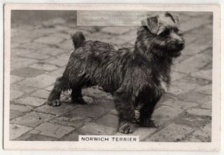 Norwich Terrier Dog Canine Pet Animal 1930s Trade Ad Card