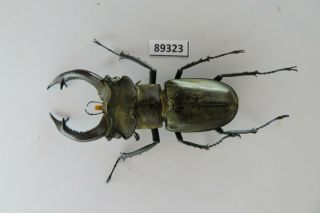 89323 Lacanidae,  Lucanus Nobilis.  Vietnam North.  61mm 2