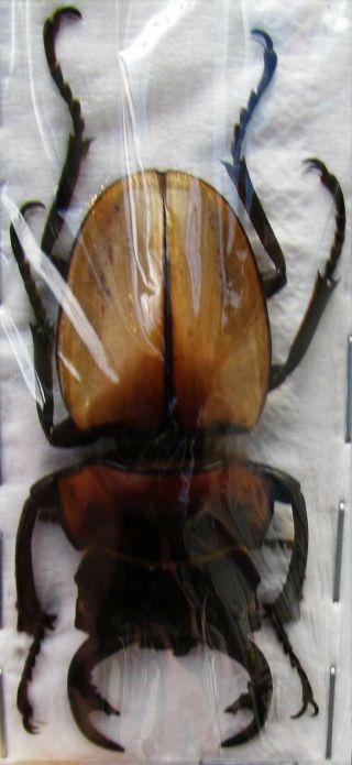 Stag Beetle Odontolabis Sommeri Sommeri 50mm Male Amphiodonte Fast From Usa