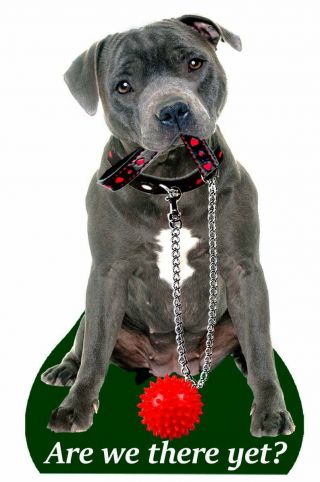 Blue Staffie Air Fresheners X 2 For Your Car Home Long Lasting Fragrance