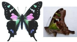 Graphium Weiskei Butterfly (purple,  Green) Taxidermy Real Insect Unmounted
