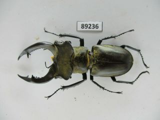 89236 Lacanidae,  Lucanus Nobilis.  Vietnam North.  64mm
