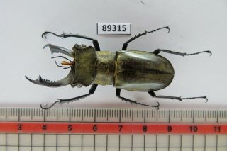89315 Lacanidae,  Lucanus Nobilis.  Vietnam North