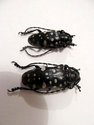 Threnetica Lacrymans White Spotted Longhorn Pair Taxidermy Real Unmounted