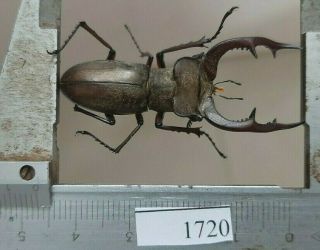 1720 Vietnam Beetles Lucanus Ps.  (a1,  Wet Specimen Size:47mm)