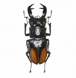 Hexarthrius Parryi Paradoxus One Real Stag Beetle Sumatra Indonesia