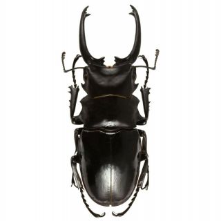 Odontolabis Dalmanni Celebensis One Real Stag Beetle Indonesia