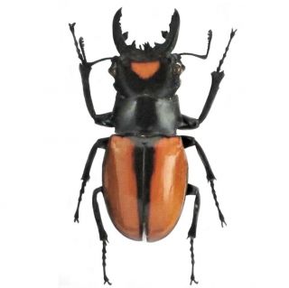 Odontolabis Lacordairei One Real Stag Beetle Sumatra Indonesia