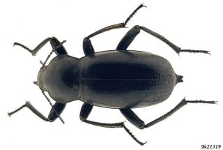 Coleoptera Tenebrionidae Blaps Sp.  Morocco 27mm