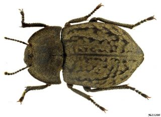 Coleoptera Tenebrionidae Asida Sp.  Greece 13mm