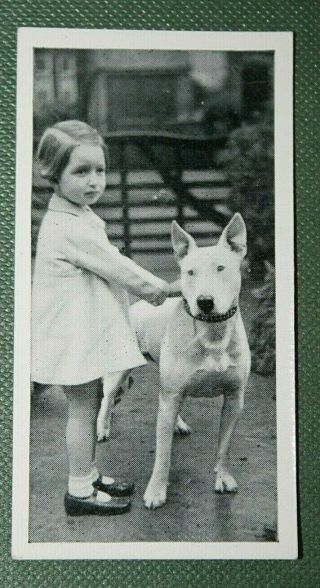 English Bull Terrier And Child Vintage Photo Card