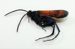 Hymenoptera,  Pompilidae,  Pepsis Limbata Male