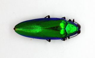 Buprestidae - Jewel Beetle - Chrysochroa Wallacei (morf) - Tapah Hills,  Malaysia