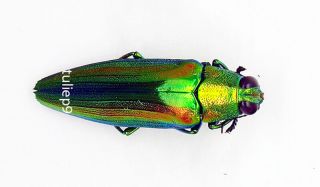 Beetle - Buprestidae - Chrysochroa Boudoni (morf) - Chiangmai,  Northern Thailand