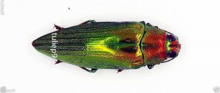 Buprestidae - Chrysochroa Purpureiventris Marinae (morf) - Chiangmai,  Thailand