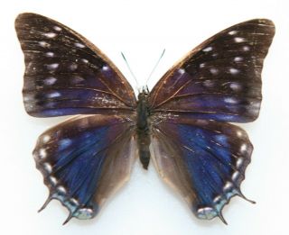 Butterfly X1 Female Charaxes Etheocles (ghana) Form