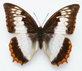 Butterfly X1 Female Charaxes Protoclea Protoclea (ghana)