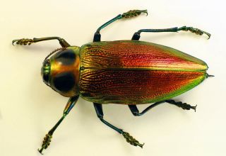 Euchroma Gigantea 55mm (buprestidae)