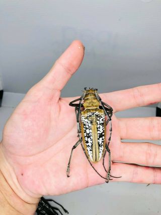 Batocera Wallacei Wallacei From Indonesia 64mm Cerambycidae