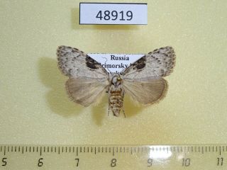 48919p Noctuidae Meganola Gigas