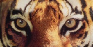 Tiger Eyes Decal Bumper Sticker Jungle Cats 3.  5 " X 6 " Tigers