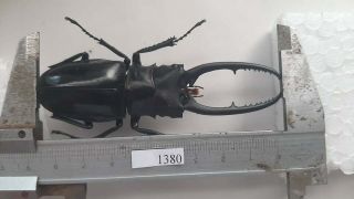 1380 Vietnam Beetles Prosopocoilus Ps.  (a1,  Wet Specimen Size: 89mm)