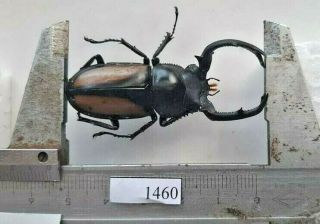 1460 Vietnam Beetles Rhaetulus Crenatus (a1,  Wet Specimen Size: 54mm, )