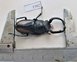 1502 Vietnam Beetles Rhaetulus Crenatus (a1,  Wet Specimen Size: 51mm, )