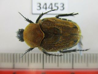 34453.  Unmounted Insects: Cetoniidae.  North Vietnam