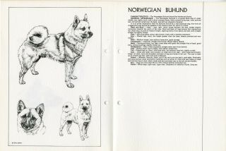 Norwegian Buhund 1978 Dog Breed Standard Sketch Print,  Text By M Davidson