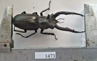 1373 Vietnam Beetles Lucanus Ps.  (a1,  Wet Specimen Size:67mm)