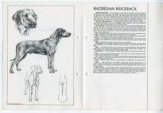 Rhodesian Ridgeback 1978 Breed Standard Sketch Print And Text Artist M Davidson