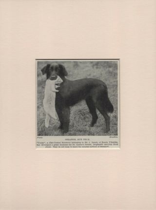 Flat Coated Retriever And Ferret Old Vintage 1934 Dog Print Ready Mounted