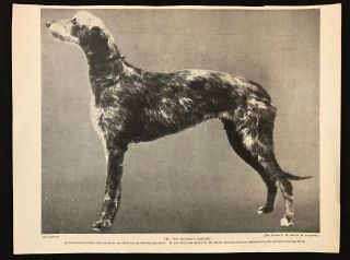 1934 Dog Print / Bookplate - Deerhound,  Champion " St.  Roman 