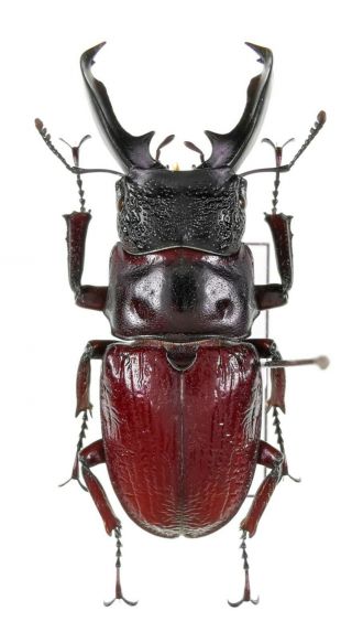 Insect Beetles Lucanidae Odontolabis Uruslae 34 Mm W Sulawesi