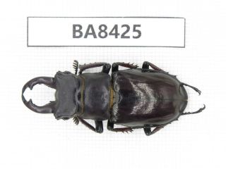 Beetle.  Lucanus Langi.  Tibet,  Motuo County.  1m.  Ba8425.