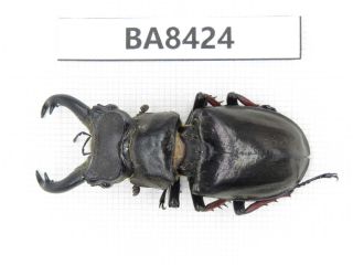 Beetle.  Lucanus Langi.  Tibet,  Motuo County.  1m.  Ba8424.