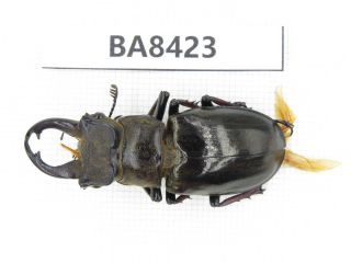 Beetle.  Lucanus Langi.  Tibet,  Motuo County.  1m.  Ba8423.