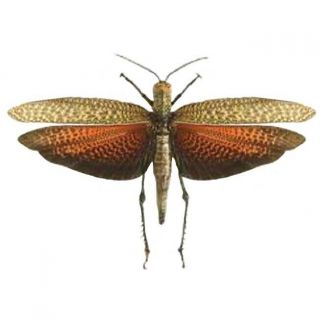Titanacris Dux Red Orange Grasshopper Peru Unmounted Wings Closed
