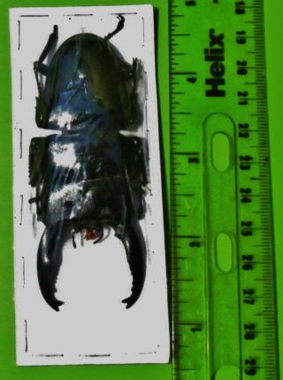 Large Black Stag Beetle Long Horn Dorcus Alcides 80mm 3 1/8” Male Fast From Usa