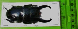 Large Black Stag Beetle Long Horn Dorcus alcides 80mm 3 1/8” Male FAST FROM USA 2