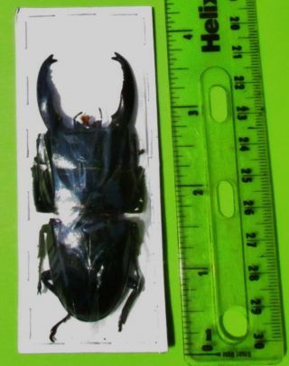 Large Black Stag Beetle Long Horn Dorcus alcides 80mm 3 1/8” Male FAST FROM USA 3