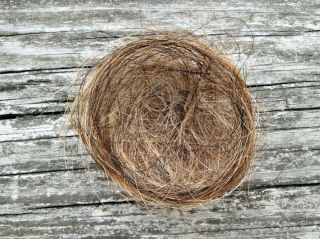 Real Horsehair Bird Nest Liner Natural Color Black/brown/white Taxidermy Crafts
