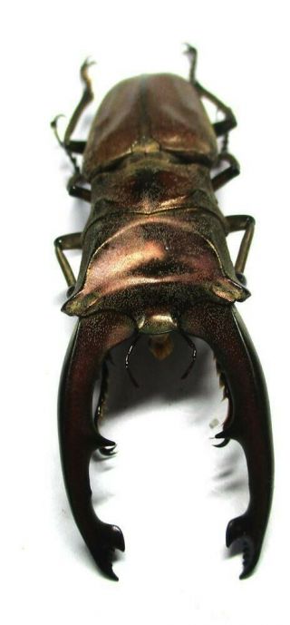 Q002 Mi : Dv : Lucanidae: Cyclommatus Zuberi Male 50.  5mm