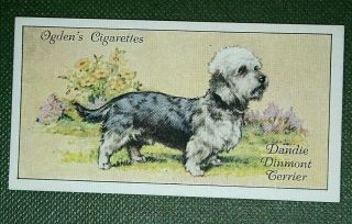 Dandie Dinmont Terrier 1936 Vintage Small Colour Card